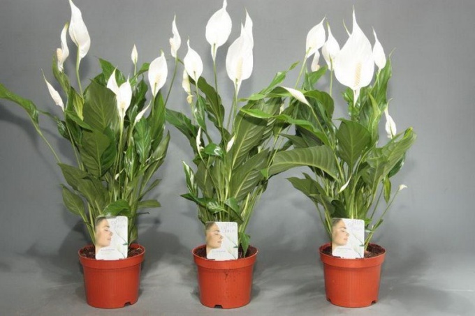 Spathiphyllum