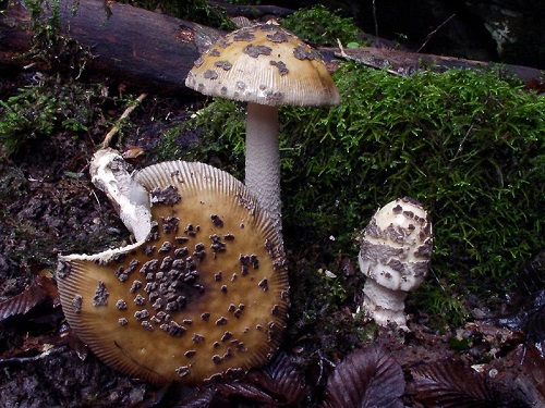 Como identificar um agaric da mosca da Sicília ou Amanita ceciliae