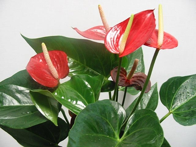 Dica 1: Anthurium. Cuidado da planta