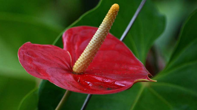 Por que o anthurium na casa floresce?