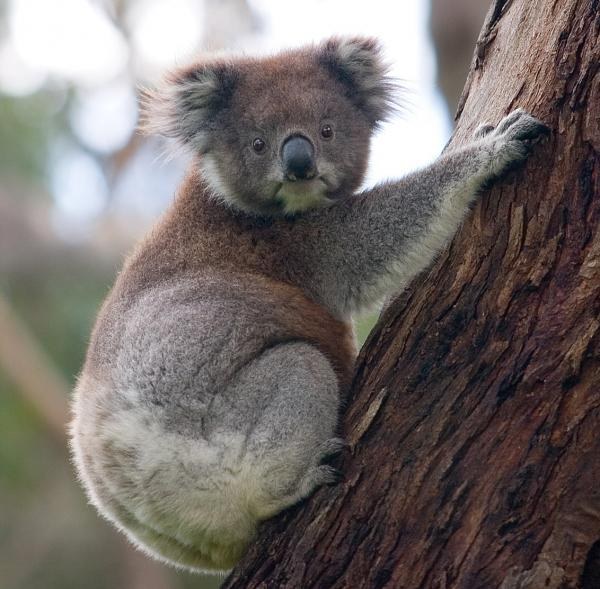 Como desenhar um lápis de koala