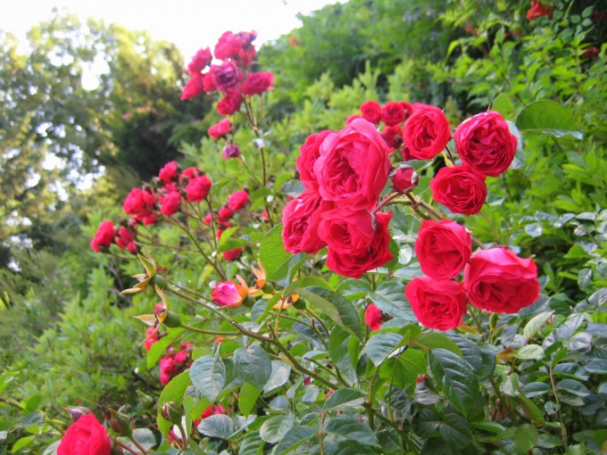 Como cultivar rosas arbustivas: as regras do cuidado