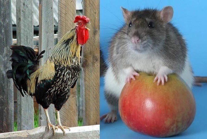 Horóscopo de compatibilidade oriental: Rato e Galo