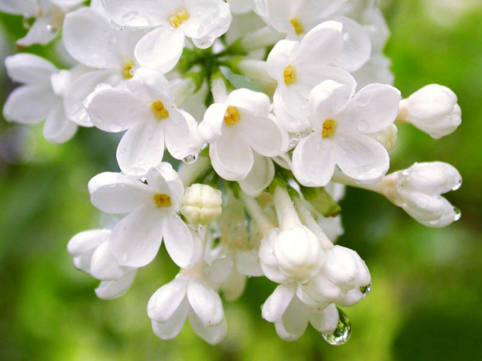 Como fazer máscaras em casa de folhas e flores de lilás