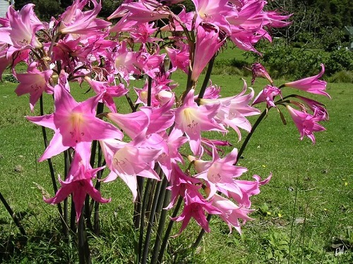 Amaryllis: plantar e cuidar