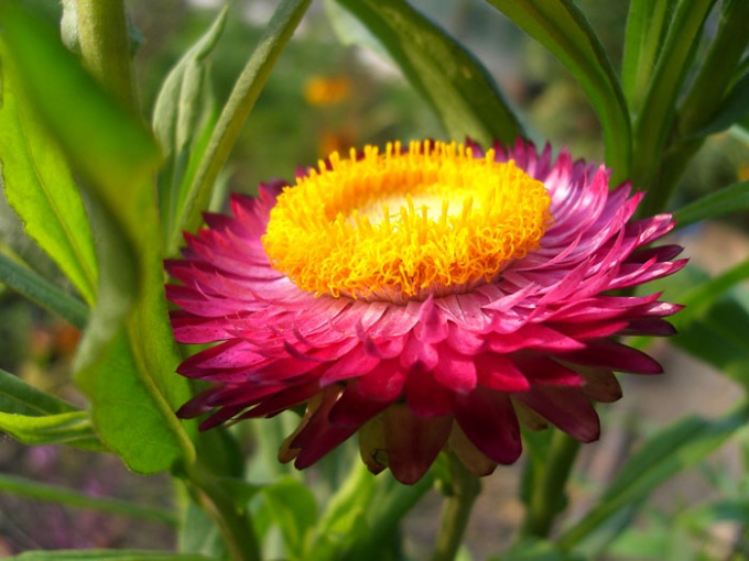 Flores para um buquê de inverno