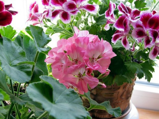 Gerânio (Pelargonium): Características do Cuidado