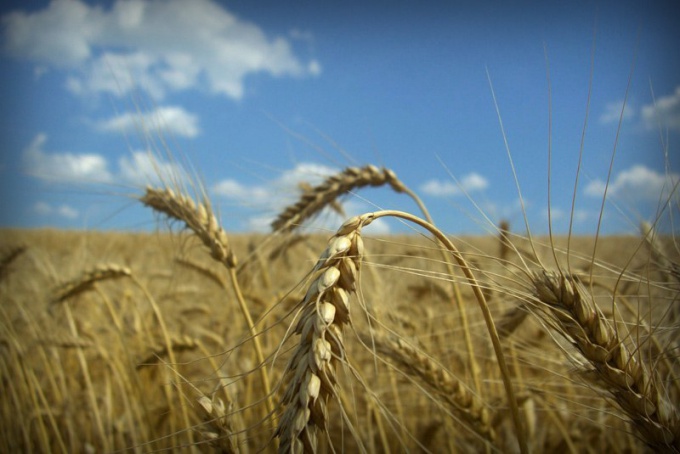 Organização da agricultura