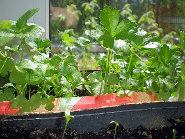 Parsley durante todo o ano