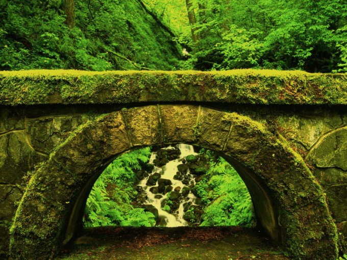 A ponte é coberta com pleurococcus.