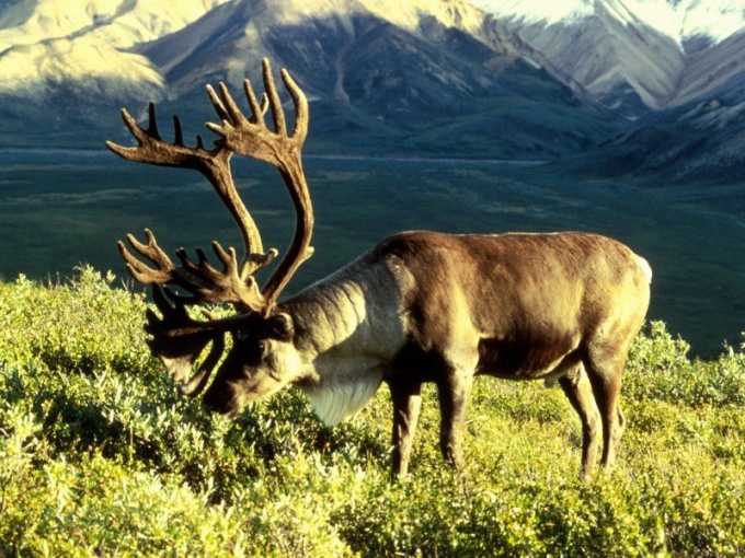 Plantas e animais da tundra