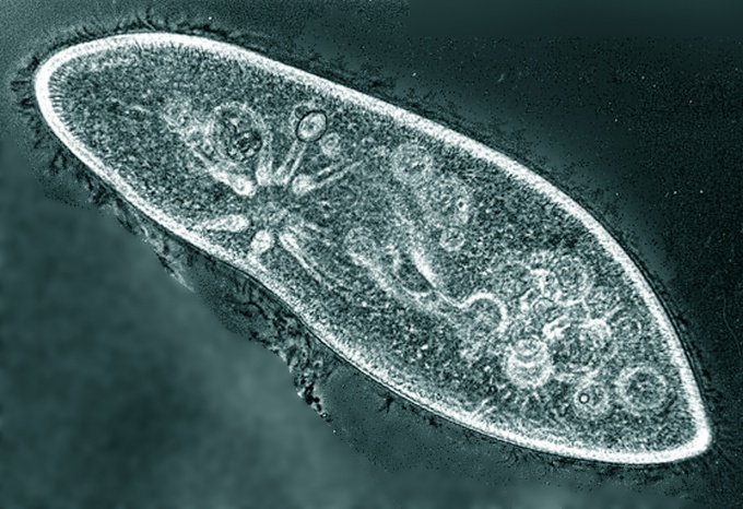 Infusoria pode ser vista sob um microscópio