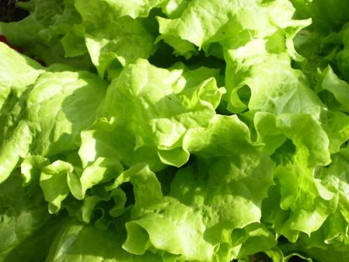 Como cultivar folhas de salada