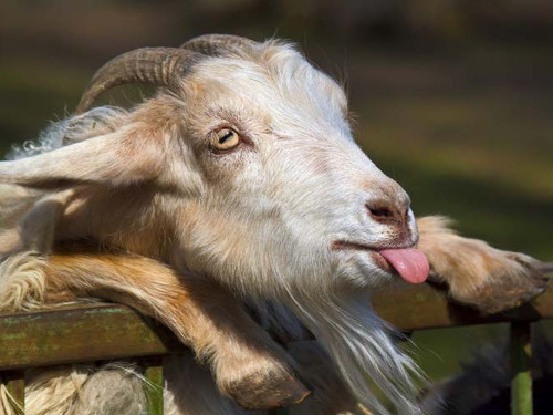 Year of Goat 2015: quais talismãs trarão sorte no ano novo?