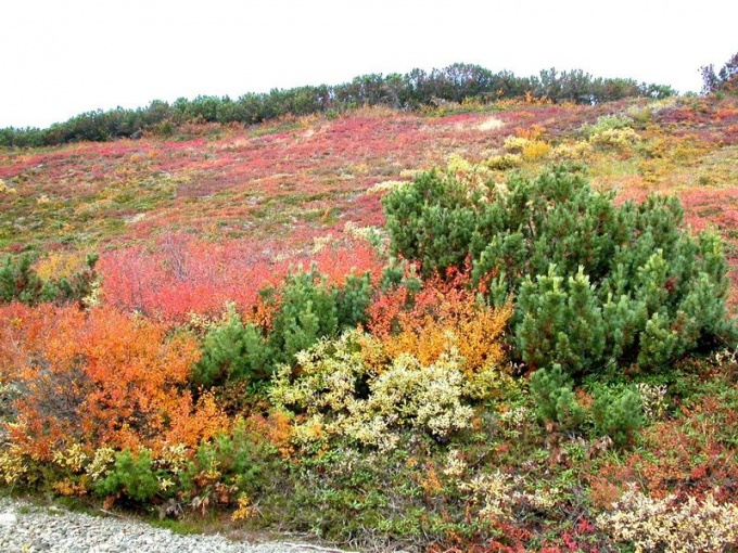 O que as plantas crescem na tundra