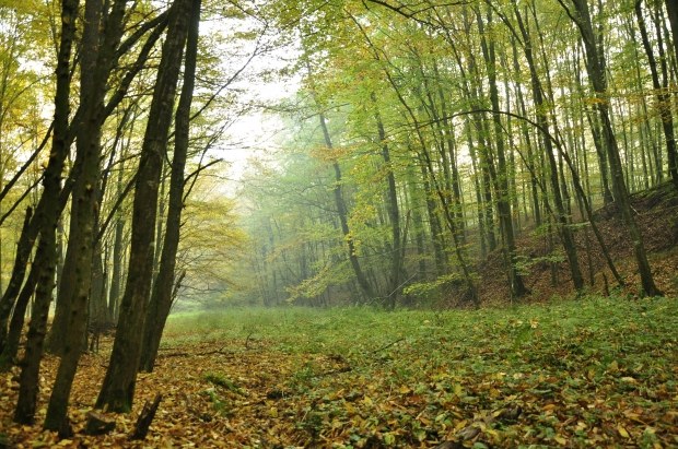 Como organizar uma caminhada pela floresta