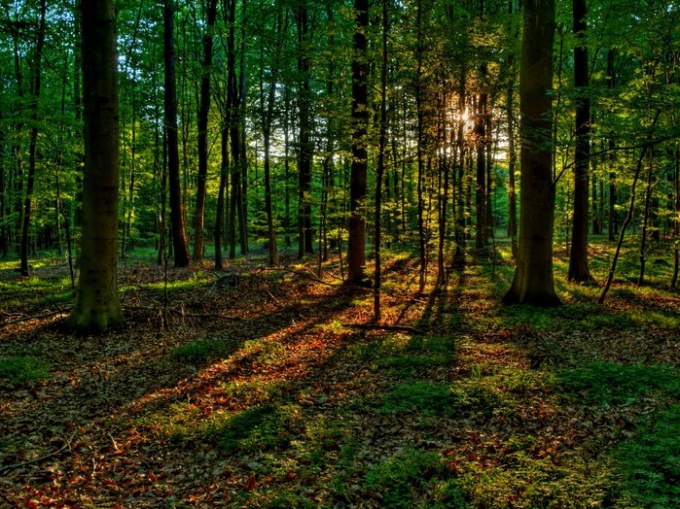 Como não se perder na floresta