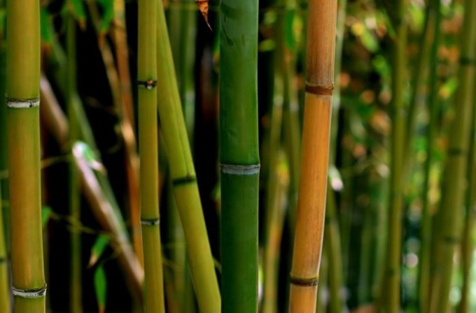 Quantos metros de altura o bambu cresce?