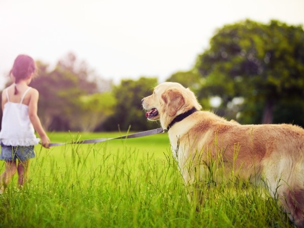 O papel dos animais na vida humana