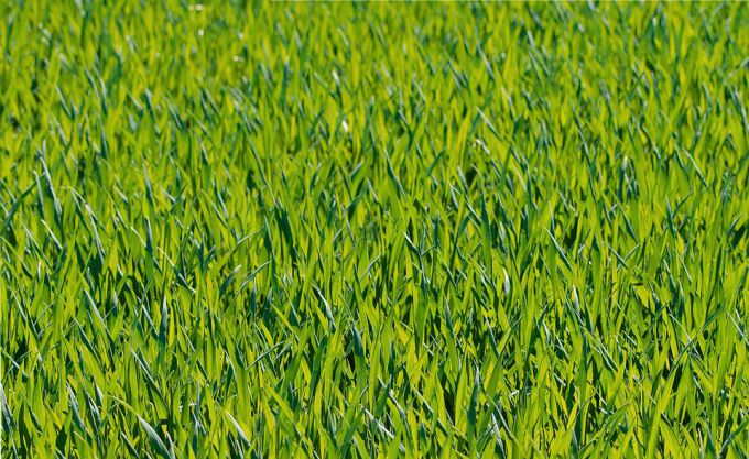 Por que a grama é verde na primavera