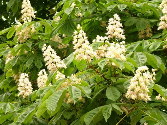 Uso de flores de castanha em medicina popular