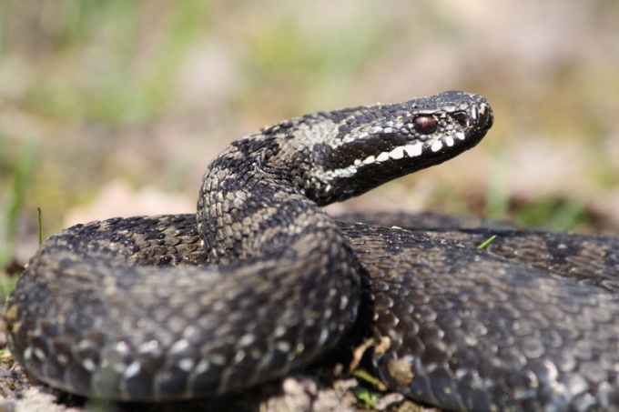 Convento de Viper