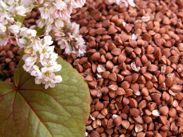 Posso perder peso em uma dieta de trigo mourisco?