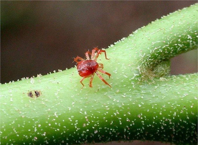 Dica 1: Como detectar e remover ácaros