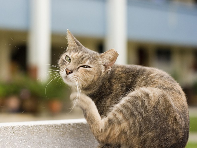 Por que o gato coça