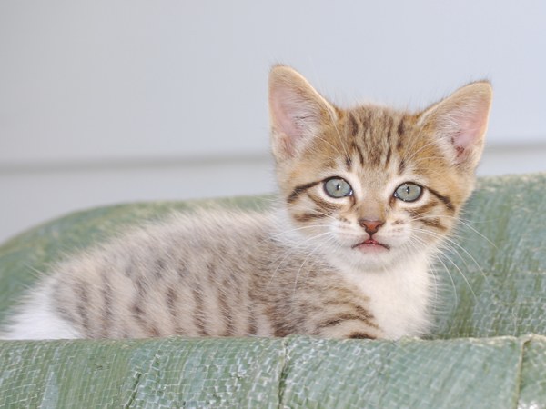 O que alimentar a gatinha em 1,5 meses