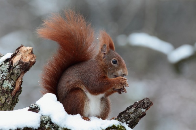 como os animais se preparam para o inverno