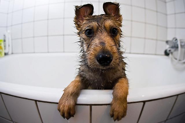 Quão fácil é lavar o cachorro