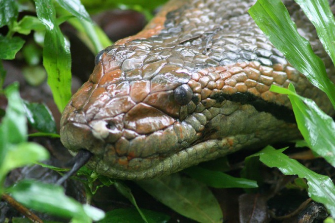 Qual é a cobra mais espessa do mundo?