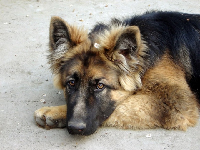 Como a raiva é transmitida em cães?