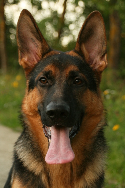 como chamar um filhote de cachorro dele, um cachorro pastor