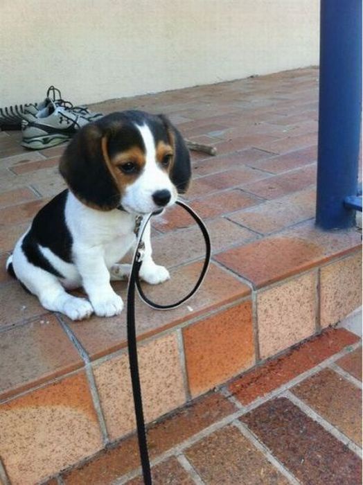 Como acostumar um cachorrinho a um colar sem estresse