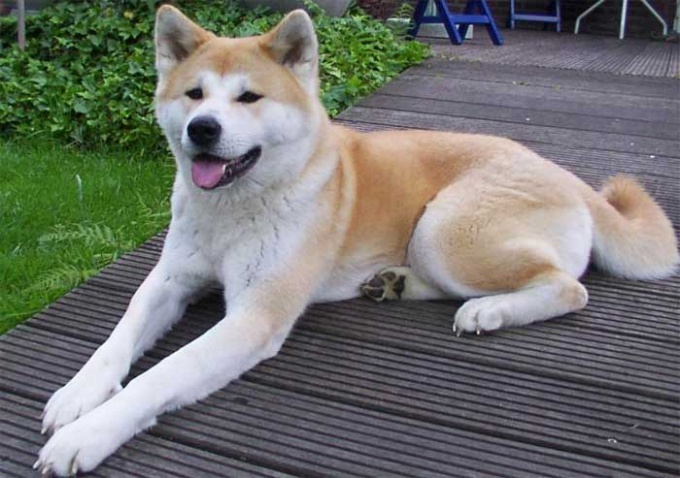 Saiba quantos meses o cachorro