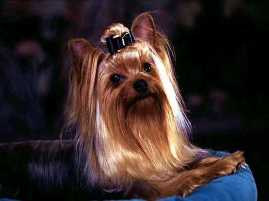 Como Yorkshire Terriers parece