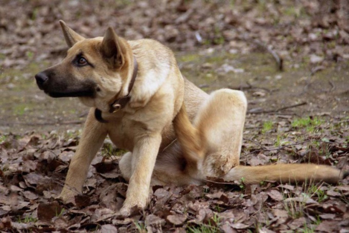 Como curar um cão de pulgas