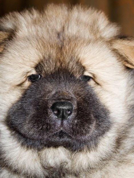 Como criar o Chow-Chow