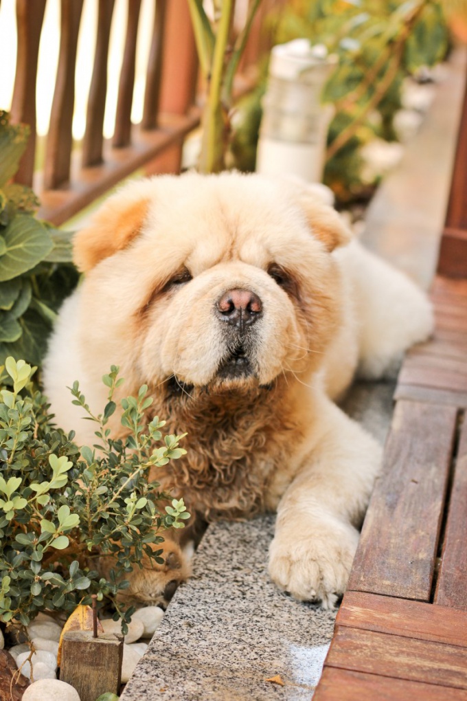 Foto de uma lã saudável em um cachorro Chow Chow