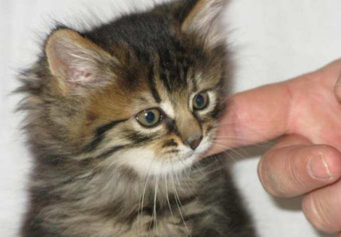 educação de um gato siberiano