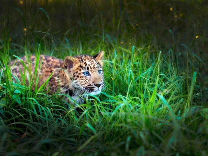 Como os animais conhecem a primavera