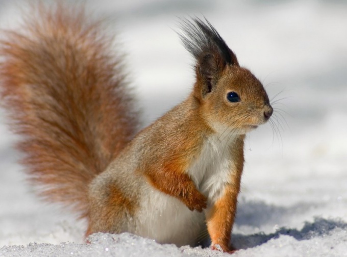 Como os animais se preparam para o inverno