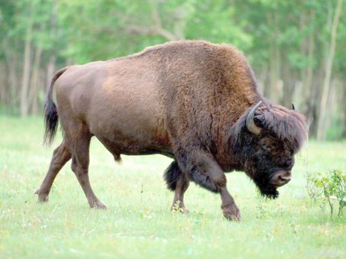 Que animais relíquios vivem no território da Rússia