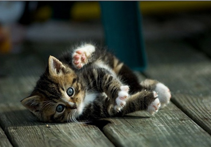 Que droga contra os ácaros da orelha para gatinhos para escolher