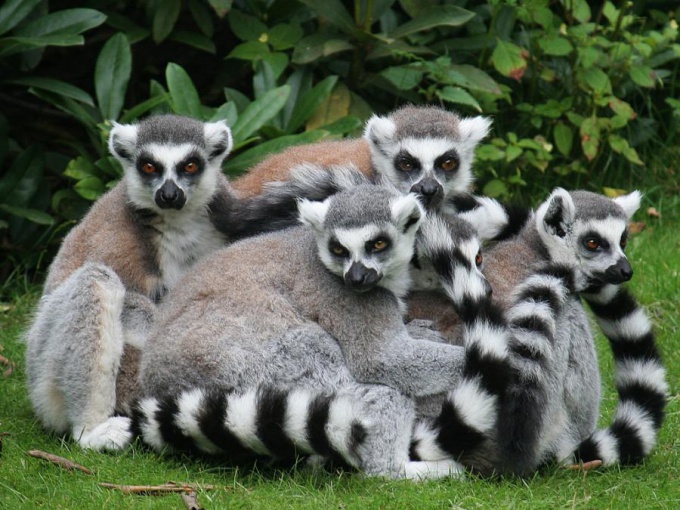 Quem são lemurs?