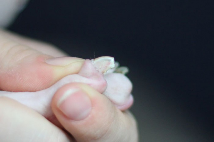 É possível cortar garras de gatos