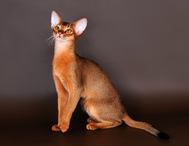 Características de gatos da raça Abyssinian