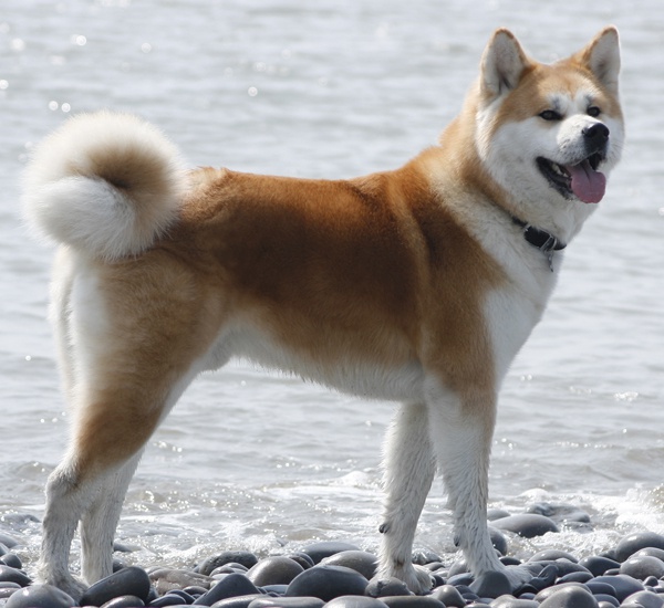 Raça de cães Akita Inu